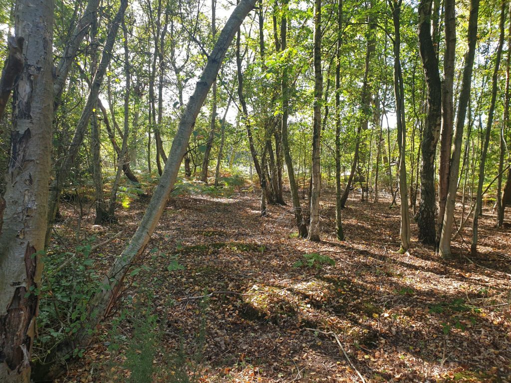 Brookwood Cemetery