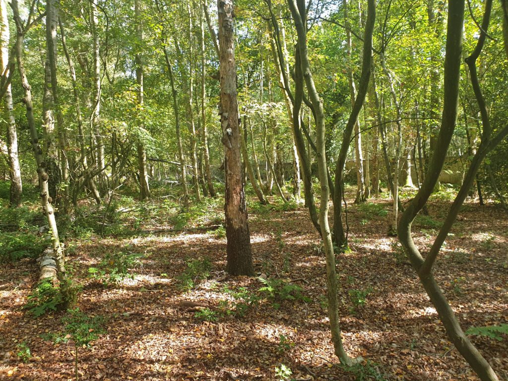 Woking Prison Inmate Convicts Burial Site