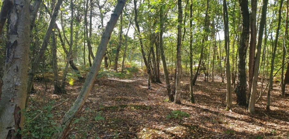 Burial Ground Woodland Brookwood Cemetery